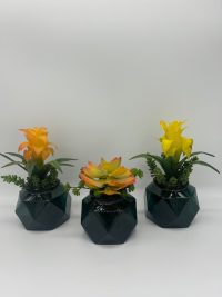 Succulent Trio